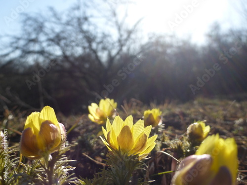 Spring Adonis Flowers Blooming, Bright Yellow Wildflowers