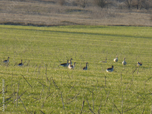 Young Ducks in Green Field, Ducklings Outdoors