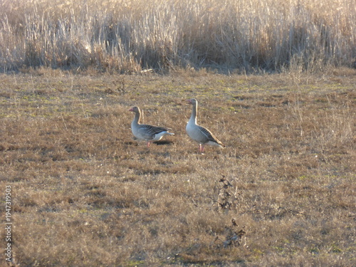 Wild Geese Grazing in Green Field, Flock of Birds