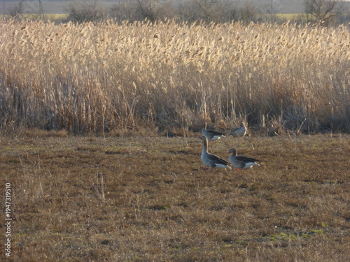 Wild Geese Grazing in Green Field, Flock of Birds