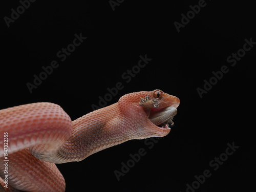 Mangrove pit viper 