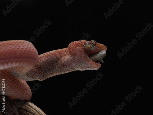 Close up viper 