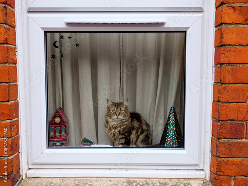 Domestic tabby cat sitting at home indoors looking out from double glazed windows, England, UK
