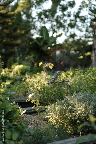 Beautiful garden at sunset