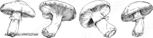 simple black and white outline drawing of a fresh mushroom, ideal for organic food and cooking concepts