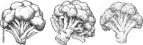 detailed black and white outline drawing of a fresh broccoli floret, ideal for healthy vegetable illustrations