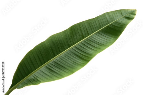 Green banana leaf providing a fresh tropical botanical element for natural design backgrounds and organic themes on transparent