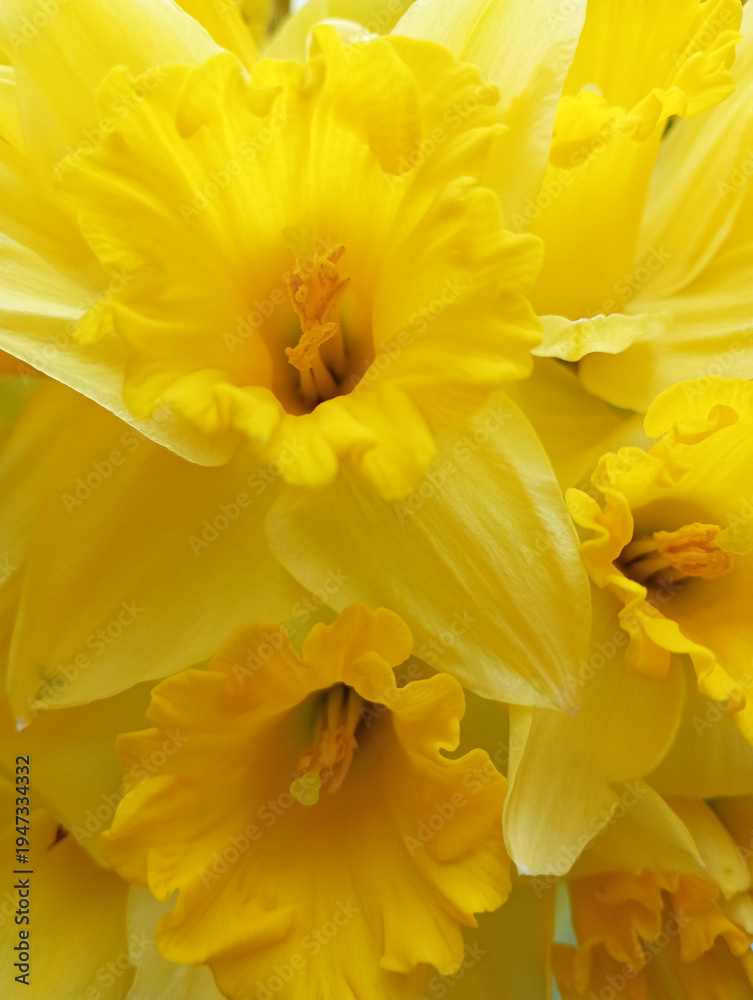 Fototapeta premium Vibrant yellow daffodils in bloom