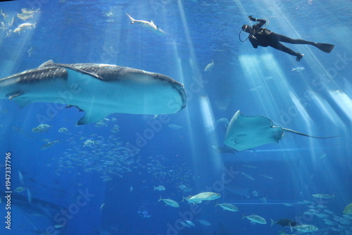 沖縄美ら海水族館、沖縄県
