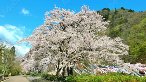 桜と鯉のぼり（材木岩公園）【宮城県白石市小原】