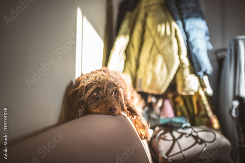 Canvas Print Brown dog resting its head on a sofa, bathed in warm sunlight