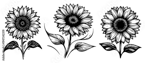 Sunflower Blossoms Set with Stems and Leaves, Hand Drawn Ink Sketch Botanical Floral Elements for Summer Garden Design Vector Illustration