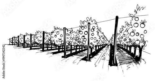 Apple Orchard or Vineyard Rows with Fruit Trees and Support Poles, Hand Drawn Ink Sketch Landscape for Agriculture Vector Illustration