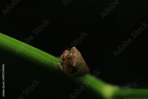glassy winged sharpshooter insect macro photography	