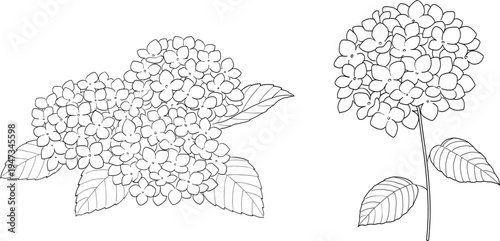 シンプルな紫陽花の線画イラスト