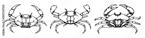 Horseshoe crab set with hand-drawn antique woodcut style illustration featuring marine biology, scientific illustration, white background with realism and anatomy