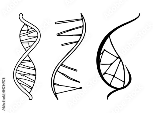 DNA double helix set with sleek modern lines on white background featuring vector, geometric, icon with biotechnology and illustration