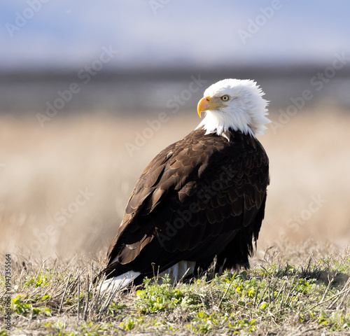 american bald eagle