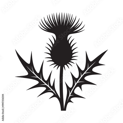 A striking silhouette of a thistle flower with sharp spiky leaves