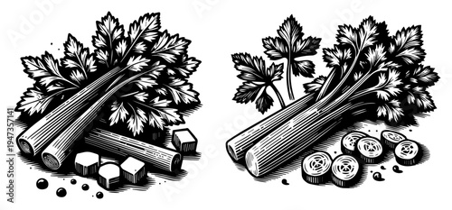 Celery sticks and slices woodcut style illustration. Hand drawn fresh vegetable ingredient for healthy cooking vintage engraving sketch.