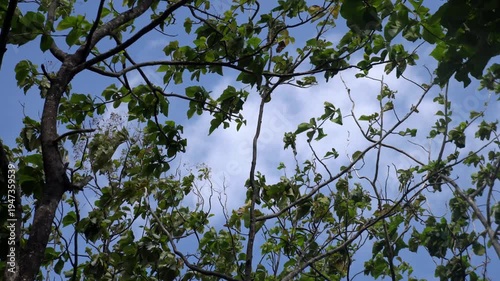 green grass and blue sky