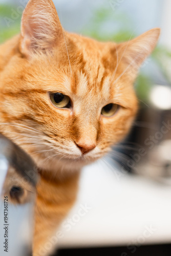 Wallpaper Mural Close-up portrait of a curious orange tabby cat with striking green eyes and soft fur Torontodigital.ca