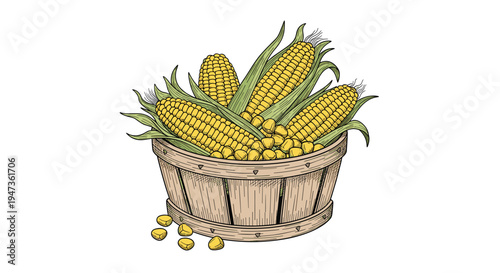 A rustic wooden bushel basket filled with four husked ears of yellow corn and scattered kernels is depicted on a plain white background.