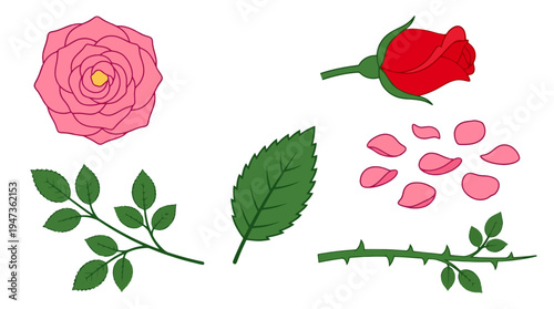 Detailed vector illustration of rose elements pink bloom red bud petals leaves and thorny stem.
