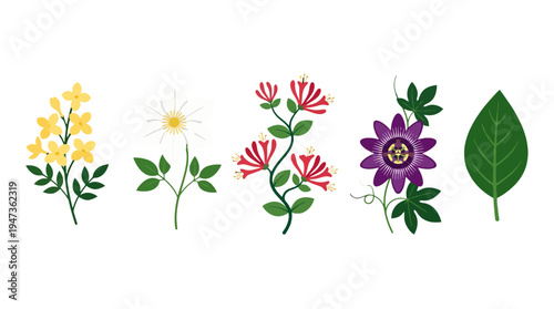 Stylized botanical collection featuring yellow jasmine white clematis red honeysuckle purple passion flower and green leaf.