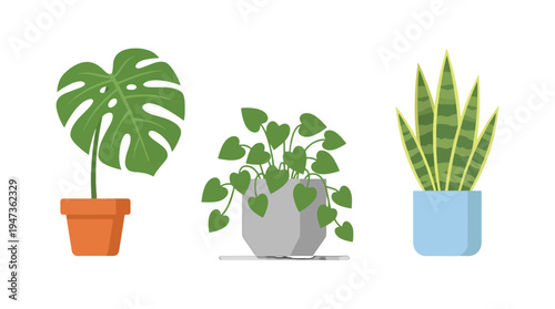 Three vibrant potted house plants a large green Monstera trailing Pothos and striped Snake plant.