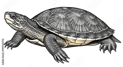Detailed Illustration of a Terrapin Turtle on White Background