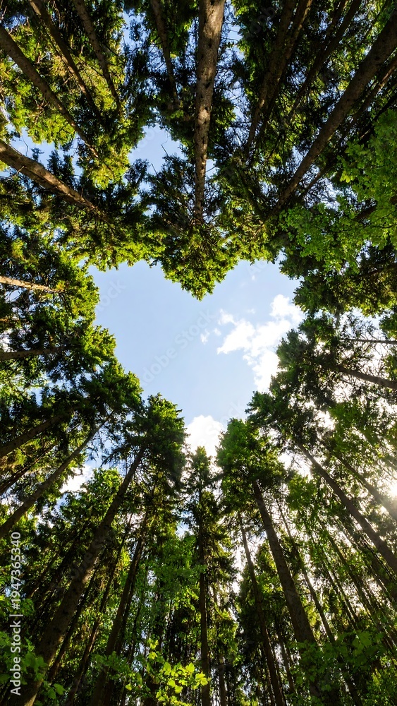 Fototapeta premium An eye-level shot looking up through a forest canopy, forming a heart shape with the blue sky visible in the center. Green leaves