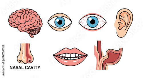 Human Anatomy Icon Set: Brain, Eye, Ear, Nose, and Mouth.