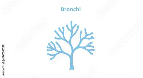 Vector illustration of human lung bronchi structure.