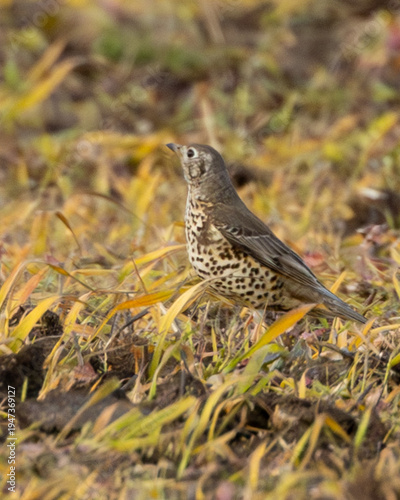 Photos Mistle thrush on a piece of freshly drilled farmland in England.