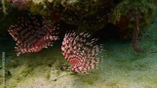 A feather duster worm, possibly Sabellastarte spectabilis or Sabella spallanzanii, extends its feathery crown in a tropical marine environment.