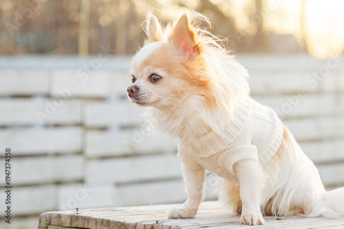 A small breed Chihuahua dog in a white sweater against the background of spring nature.