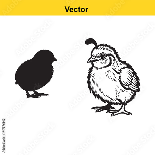  A black silhouette of a small chick alongside a detailed line art drawing of a baby quail bird