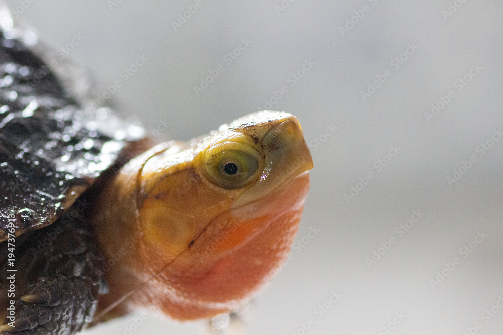 Obraz premium Chinese Box Turtle Close Up Portrait with Yellow Margined Shell Detail