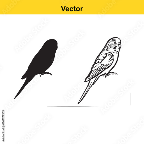A black silhouette and a detailed line art drawing of a small budgerigar bird side by side view