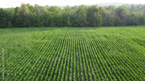 Aerial flyover of a cornfield in Caledon, Ontario, Canada. Shot on a hazy summer afternoon over agricultural farmlands, a field of growing corn.