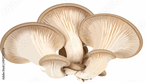 mushroom isolated on white background