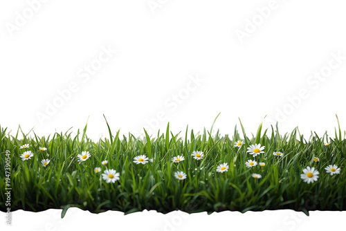 Green grass and white daisies growing in a meadow, creating a fresh spring or summer border with transparent background