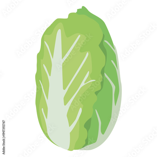 「白菜」野菜・食材のシンプルなイラスト素材