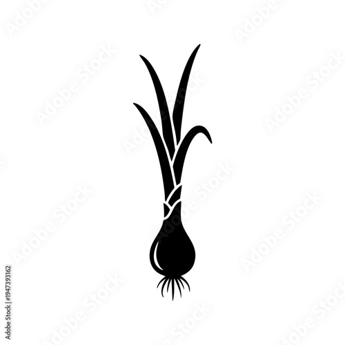 Black onion with green shoots growing from its top