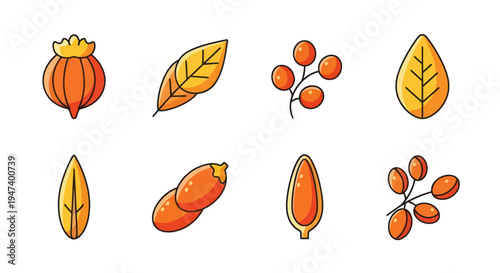 Autumnal foliage and berries illustration