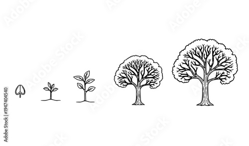 Tree growth stages diagram outline vector showing seed sapling young and mature tree