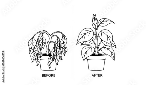 Wilted plant to healthy plant concept outline vector before and after growth
