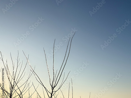 Ice covered branches framing a soft blue gradient sky with copy space