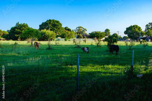 Wallpaper Mural Camden, NSW, Australia – February 16, 2026: historic town street scene with local shops and cafes, small-town architecture and roadside daily life in Camden, New South Wales editorial image Torontodigital.ca